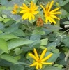 キクイモが咲いていました