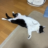 お寛ぎ白黒🐼猫ちゃん。