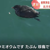 北方領土周辺は海鳥の宝庫…「大収穫でした！」バードウオッチャーが歓声「本土最東端パノラマ・クルーズ」