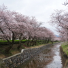 桜・・・・花曇り