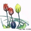 Tulip again