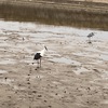 近所の池でコウノトリを見掛けました。