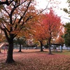 ちょっと前、紅葉が見頃でした🐕🍁