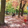 街中の公園・マギル大学・大通り【カナダの紅葉】