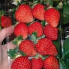 毎日イチゴ