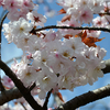 さまざまな桜「手弱女（タオヤメ）」