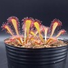 Drosera nidiformis x spec.Pretty Rosette 