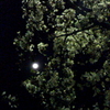 夜桜とお月さまの饗宴より。