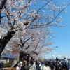 桜・２０２５🌸　仕事帰りに短歌＆一日二善！