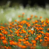 他人の裏庭の芝生まで刈ろうとする人