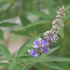 夏の花が咲き出しました・・・（セイヨウニンジンボク）