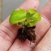 「ビカクシダ リドレイ」の栽培を始めます。現在、直径2.5cm。鹿の角が生えたような格好良い姿には、いつ頃なってくれるでしょうか？