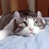 マメがパチンコに勝てない理由を宗教でムリヤリ説明する