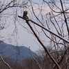 花もあんこも山の幸も