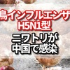 鳥インフルエンザ H5N1型中国のどこで発生？予防は？