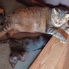 猫二人の関係に対して泰然とできないおっさん