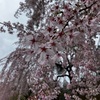 枝垂れ桜　徳島　神山町