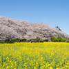 【焦点距離】権現堂で桜と菜の花を撮影したら、意外と35mmで事足りた