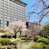 品川のお花見スポットをハシゴ | しながわ花海道～御殿山庭園～高輪の日本庭園