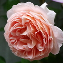 だから バラ薔薇　とにかく クレマチス