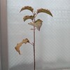 リンゴ成長記⑨葉っぱが～