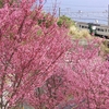 踊り子号　根府川のおかめ桜