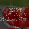 2788食目「2025年サクランボが過去にない不作！」サクランボが採れない･･･。