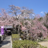 堪能・・・桜