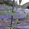 完熟トマトをとるぞ！　—　野菜の苗を植える　—