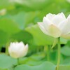 蓮（Lotus）