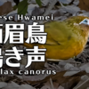 ガビチョウの鳴き声【野鳥図鑑・鳴き声図鑑】Garrulax canorus　Chinese hwamei