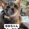 2月4日（日)は譲渡会 𓃠 参加猫のご紹介🐾