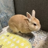 お腹