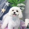 犬同伴できる、犬カフェでの癒しの時間
