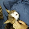 ねこ　オス　12歳　腎臓疾患　結石　石松くん　闘病記 2019年3月13日　水曜日