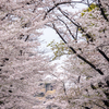 桜並木にて