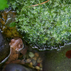 アズマヒキガエル Bufo japonicus formosus