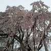 清瀧院の枝垂れ桜・平30