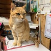 熊野古道で猫女将と再会