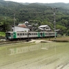 田植えを背景に1200形2連と JR四国