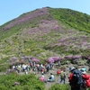 ミヤマキリシマ満開、ピンクに染まる平治岳