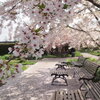 Cherry blossoms