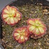 Drosera admirabilis (May.2022)