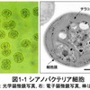 じじぃの「科学・芸術_290_シアノバクテリア（藍藻）」