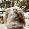 今日は1日雪模様