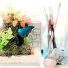 【２０㎝キューブ水槽編】アクアリウムを始める前に知っておきたい！水槽の設置場所とおすすめサイズ