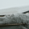 大雪でお休み