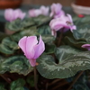 室内の花