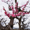 安八百梅園と早咲きの桜（2023.3.18）