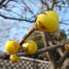 君ならで 誰にか見せむ 梅の花 色をも香かをも 知る人ぞ知る